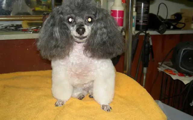 Carluska's Holistic Grooming in Stockbridge, GA