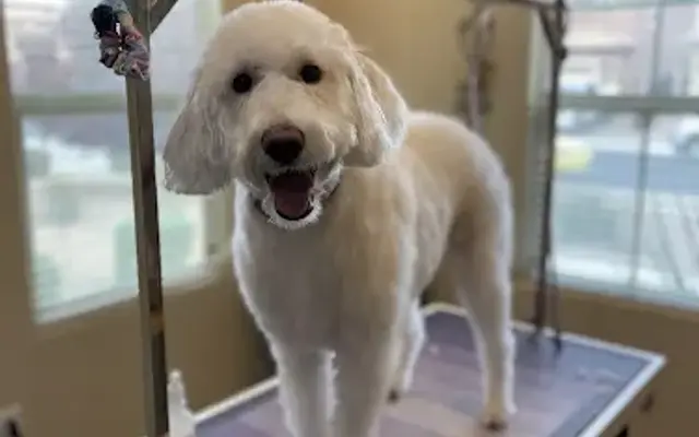 Pawsitively Pampered Grooming Studio in Sun City, AZ