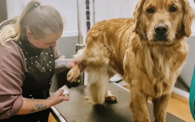 The Noble Hound Dog Grooming by Janet in Bellefonte, PA