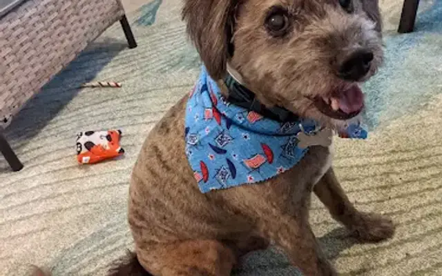 Dogs Rule Boarding & Spaw in Milton, FL