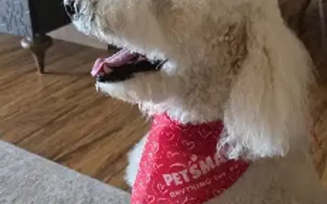 PetSmart Grooming in Brea, CA