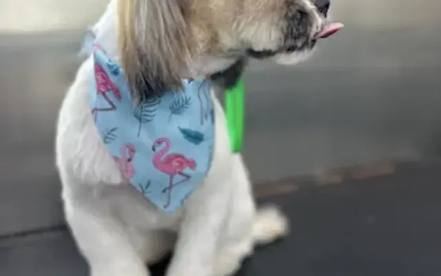 361 K9 Mobile Pet Grooming in Corpus Christi, TX