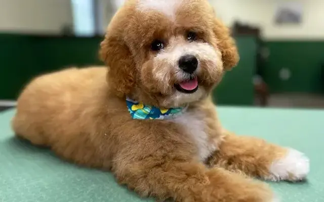 Park Ave Pet Spa in Holland Patent, NY