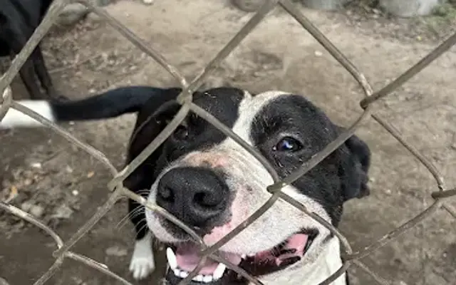 Paw Haven Animal Rescue in Griffin, GA