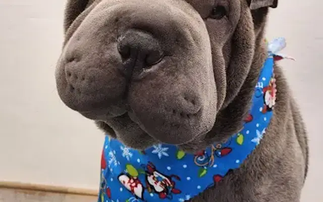 Hannah's hounds mobile grooming in Owings, MD