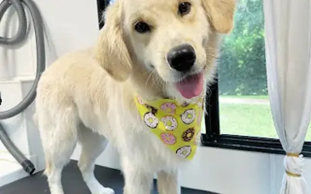 BUBBLES N' PAWS MOBILE DOG GROOMING DR. PHILLIPS in Lake Buena Vista, FL