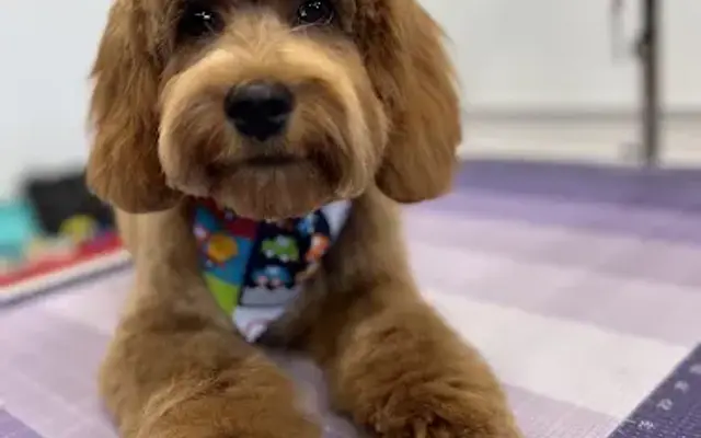 LoveCare Pet Grooming & Daycare in Concord, MA