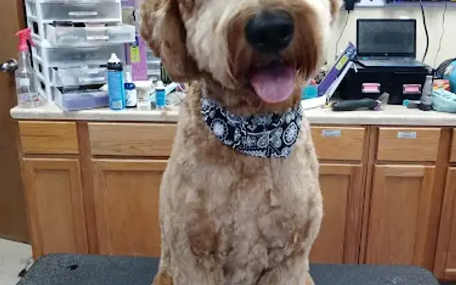 Onion Creek Kennels in Buda, TX