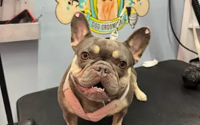 Andy Dog Grooming in Fort Lauderdale, FL