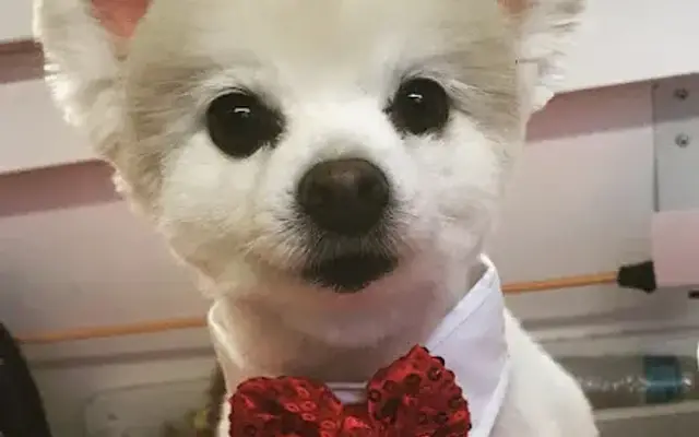 Tara’s Elegant Pets in Murrieta, CA
