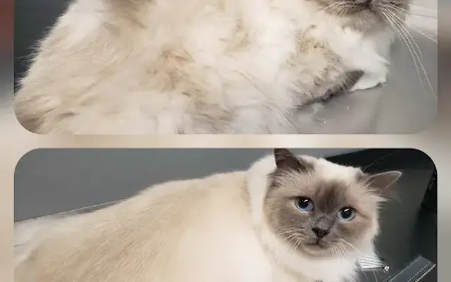 Tiny Paws Mobile Cat Grooming in Gilbert, AZ