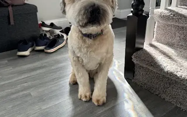Patriot Paws, LLC Mobile Grooming in Doylestown, PA