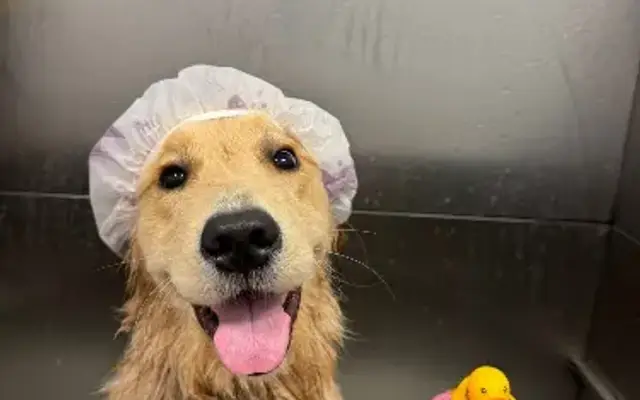 Sugar Plum's Grooming in Slidell, LA