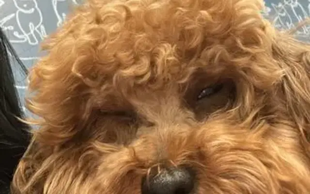Puppies and Grooming in Homestead, FL
