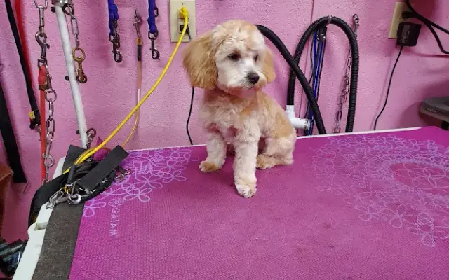 Carolyns Pampering Pawz in Benton, KY