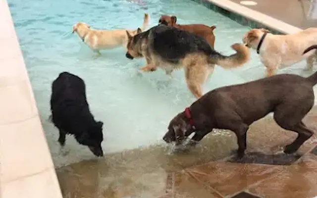 Ace Pet Resort in Allen, TX