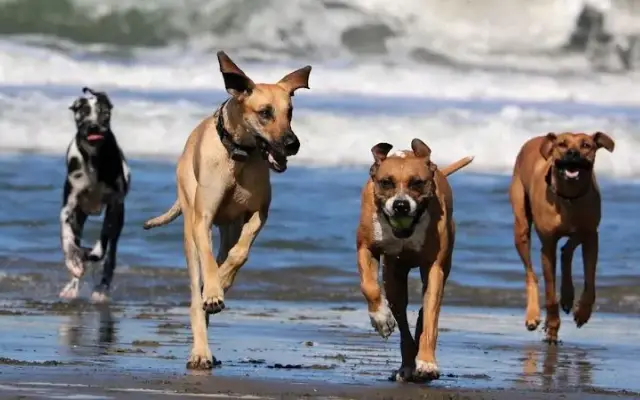 Pawfection Pet Care in Mountain View, CA