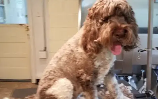 Barkly Heights Pet Spa in Warren, NJ