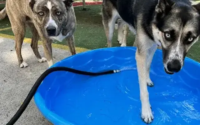 Mutt Manor Dog Resort in Bridgeville, PA