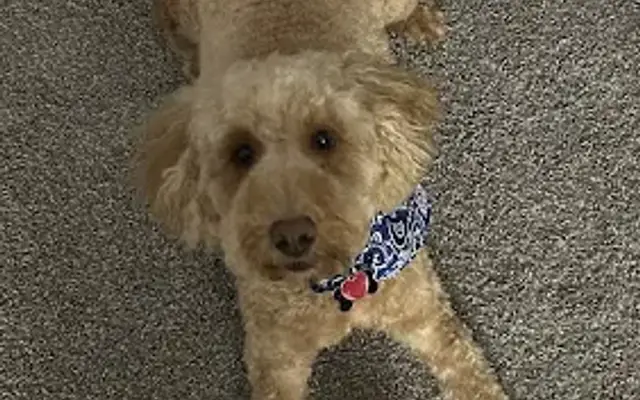 Happy Dogs Grooming & Boarding LLC in Fort Wayne, IN