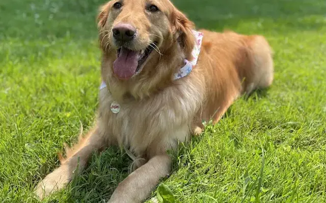 Heavenly Hounds Hotel & Spa in Ravenna, OH