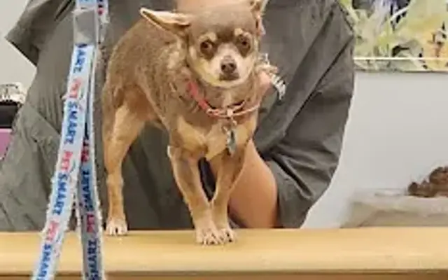 PetSmart Grooming in Galveston, TX