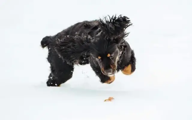 Shaggy Dog Grooming in Stevensville, MT