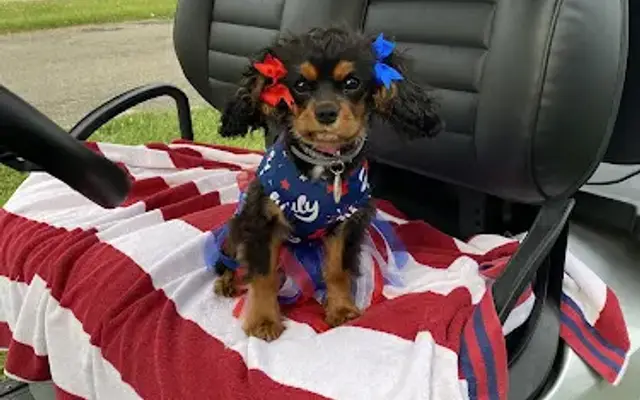 Pet Salon in Jackson, OH