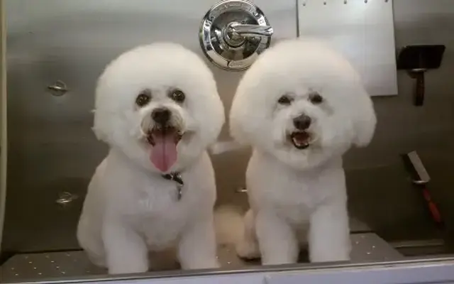 L.A Puppy Love in Marina Del Rey, CA