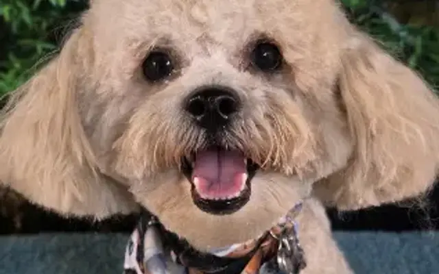 Pet Styles By Amy in Stockbridge, GA