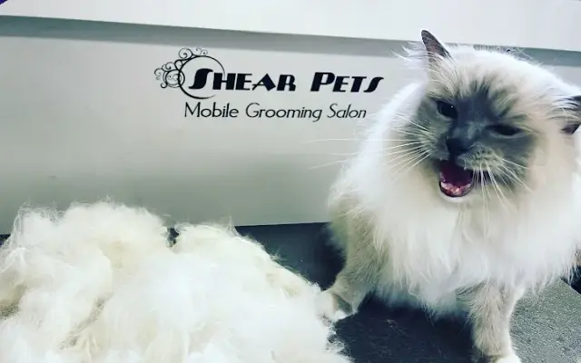 Shear Pets Mobile Cat & Dog Grooming salon in San Francisco, CA