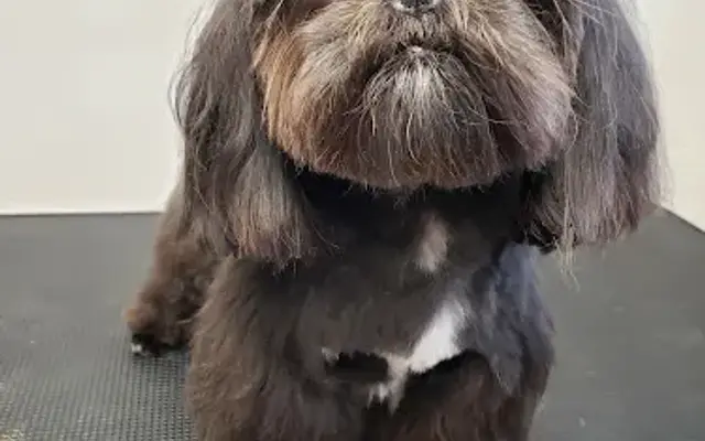 A Dog's Day Out Inc in Greenville, SC