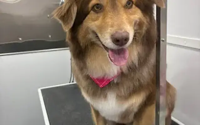 Shiny Dog Paws Mobile Grooming in Indiantown, FL
