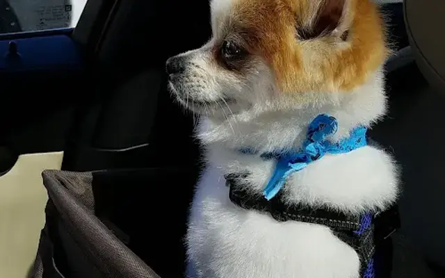 Clips & Cuddles in Stroudsburg, PA