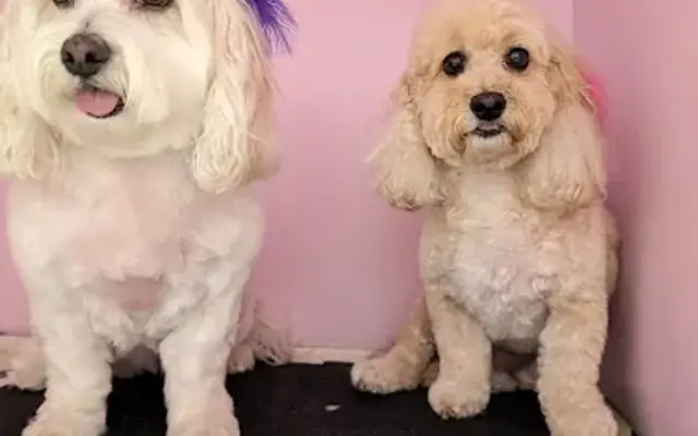 Fancy Fur Pet Salon in Woodland Hills, CA