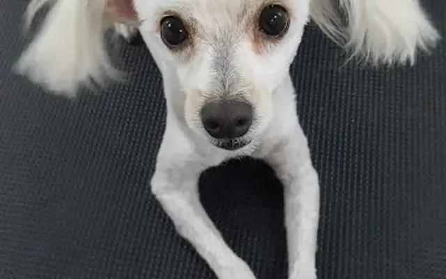 Stewie's Mobile Dog Grooming in Mesa, AZ