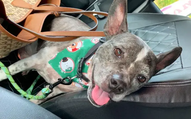 Noah's Bark in Spring, TX