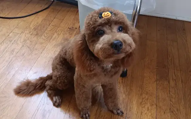 Dollface Dog Grooming in Richmond, KY