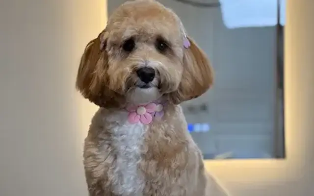 Habana Pet Spa in Charlotte, NC
