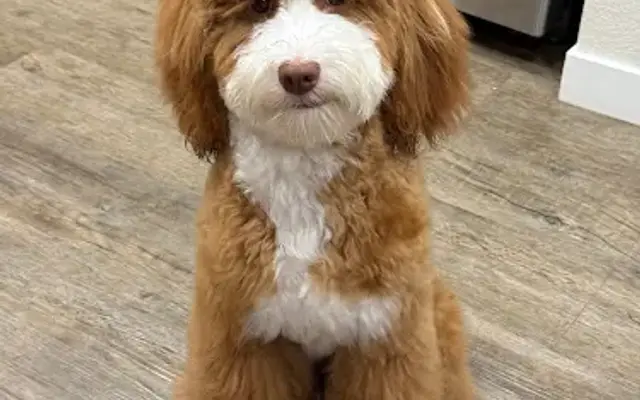 Critter Clipper Pet Grooming Salon and Boutique in Mountain View, CA