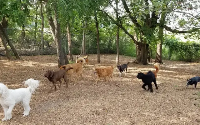 Happy Days Doggie Camp in Rockford, MN