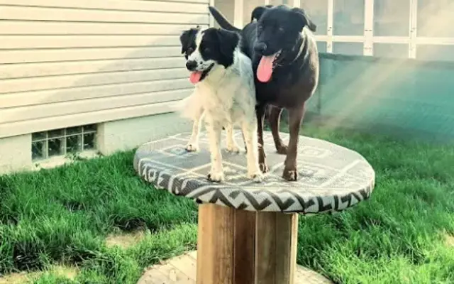 Common Paws in Marysville, OH