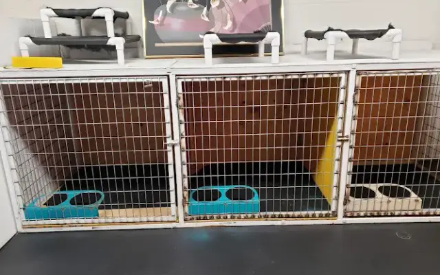 Lilly's Doggy Services in Gladewater, TX