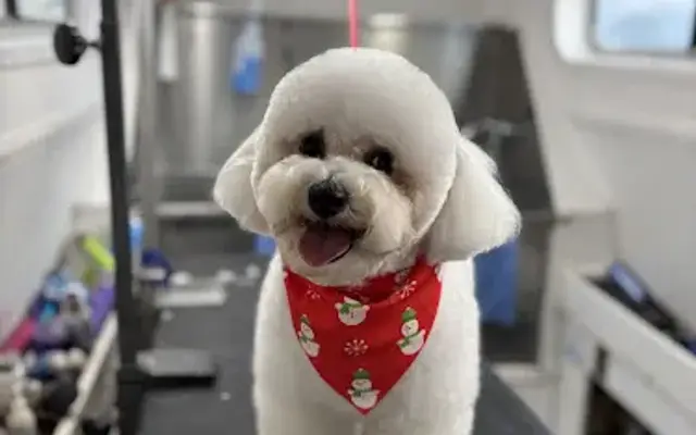 Diamond Pet Grooming in Orlando, FL
