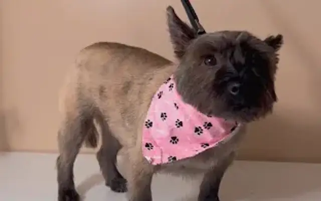 Angie’s Pawfect Salon in Hagerstown, MD