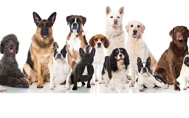 Pierre's Pet Grooming - WESTLAKE in Humble, TX