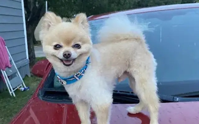 Dogs Days Out By Kelsi in Pleasanton, TX