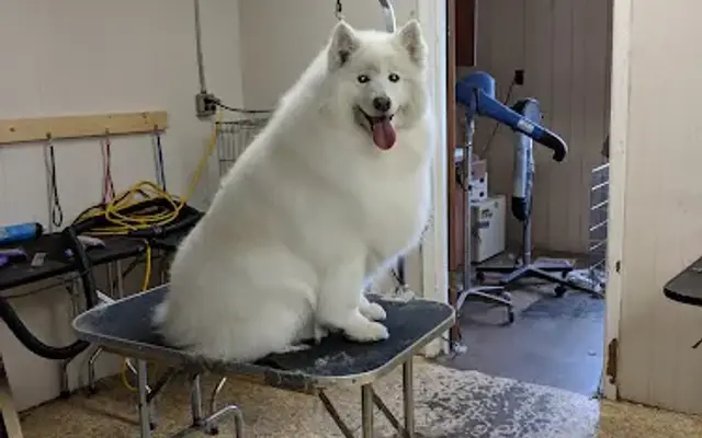 Grooming Station in Virginia, MN