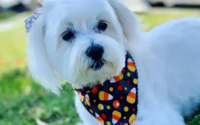 Diamond pet grooming in Norwalk, CA