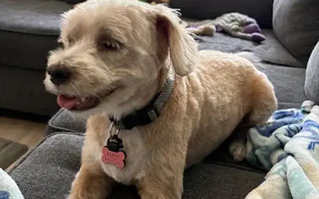 A Pampered Pooch & Day Spa in Ormond Beach, FL